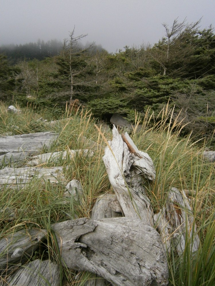 Olympic Peninsula, coastal forest