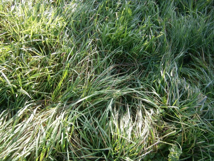 autumn grass, Snoqualmie Falls