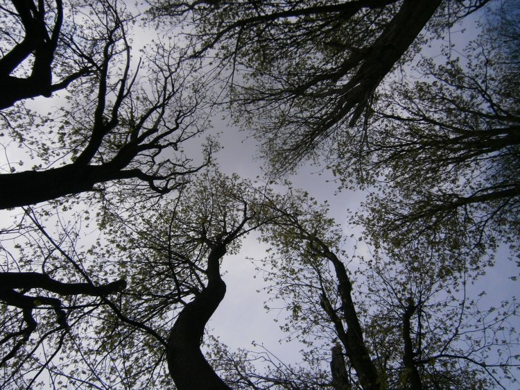 Spring trees in Carkeek Park