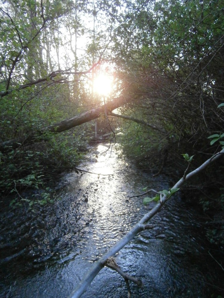 Sundown at Carkeek Park