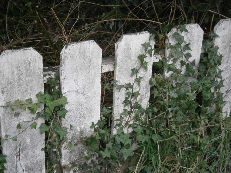 Neighbor's picket fence