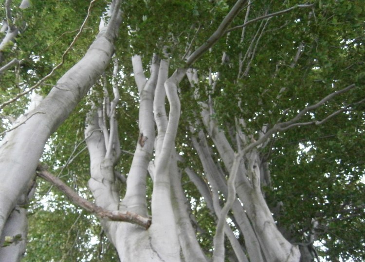 American Beeches at Webb Institute