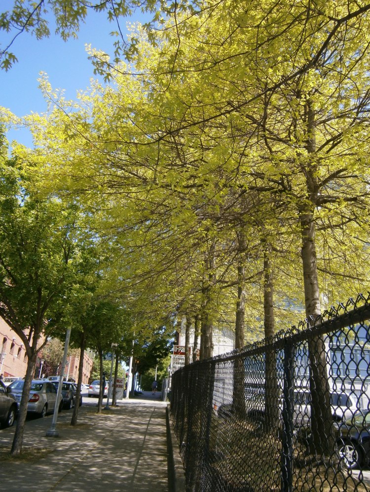 Belltown in springtime