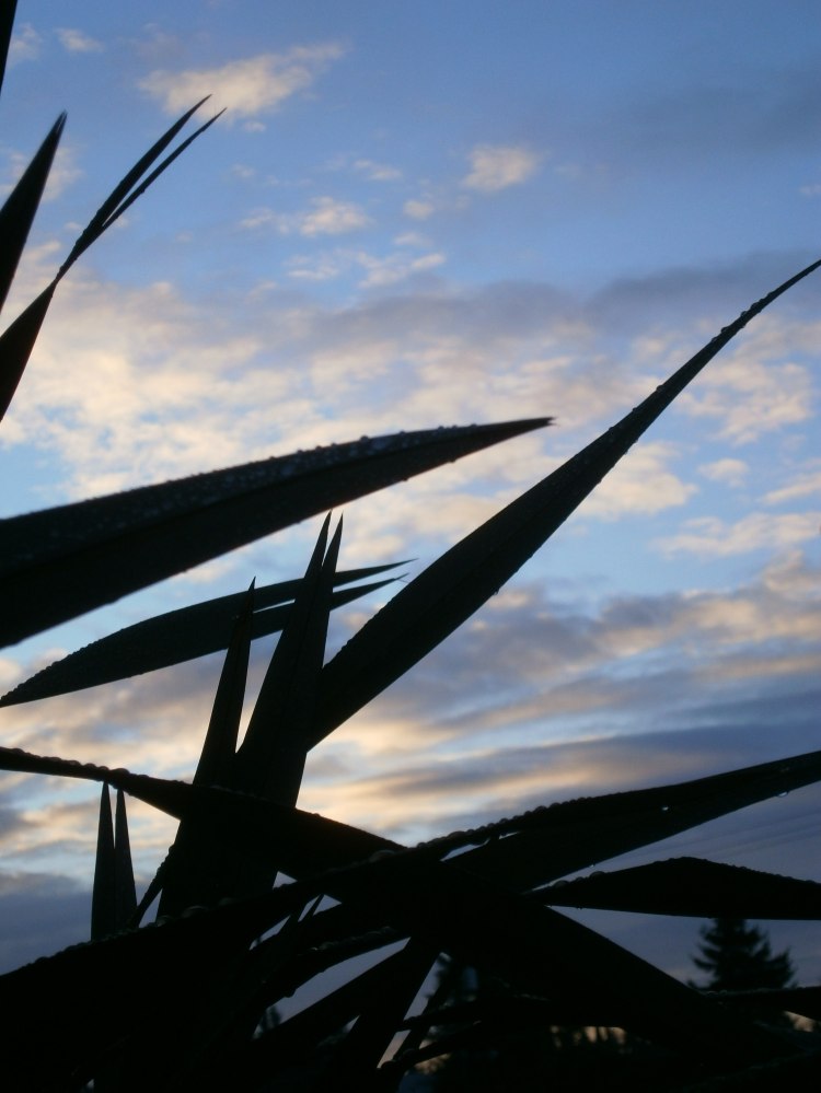 Winter Dawn in Seattle