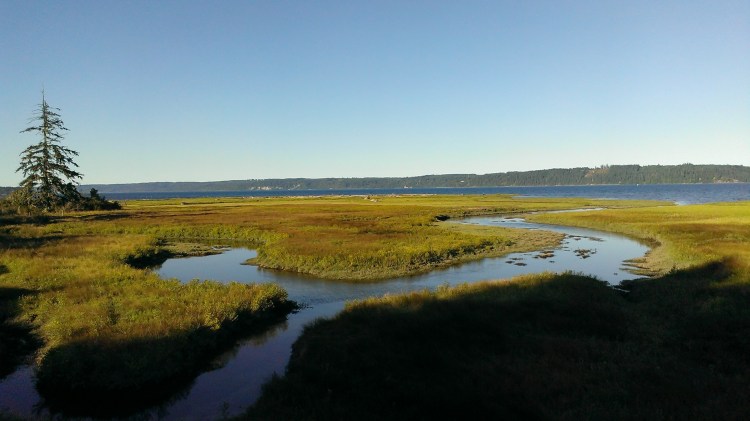 More Salt Marshes