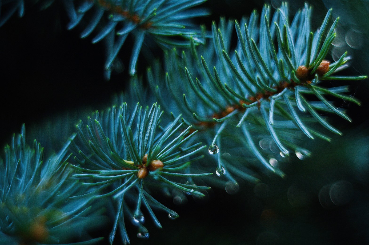 Pine needles with raindrops